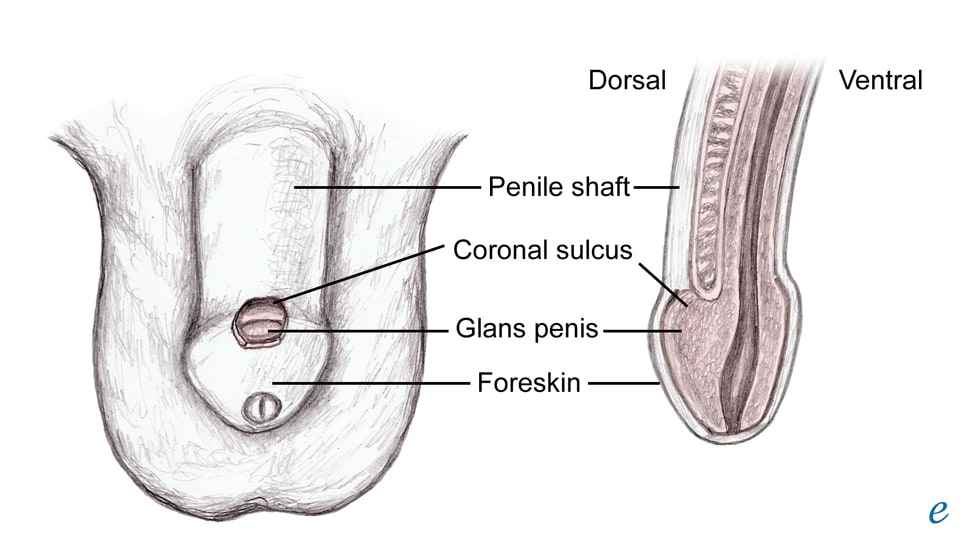 Anatomy of the penis.