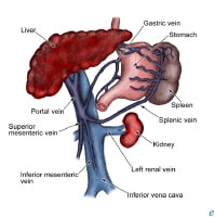 in portal hypertension.