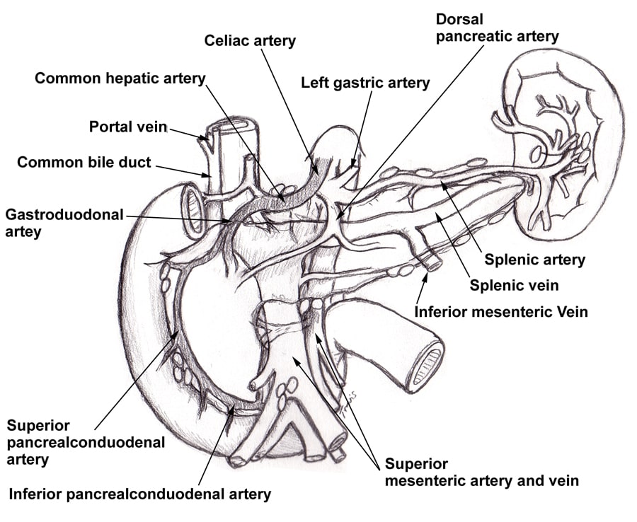 Stenosis Of Celiac Artery Symptoms