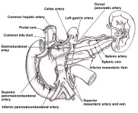 The pancreaticoduodenal arcades are collateral pat