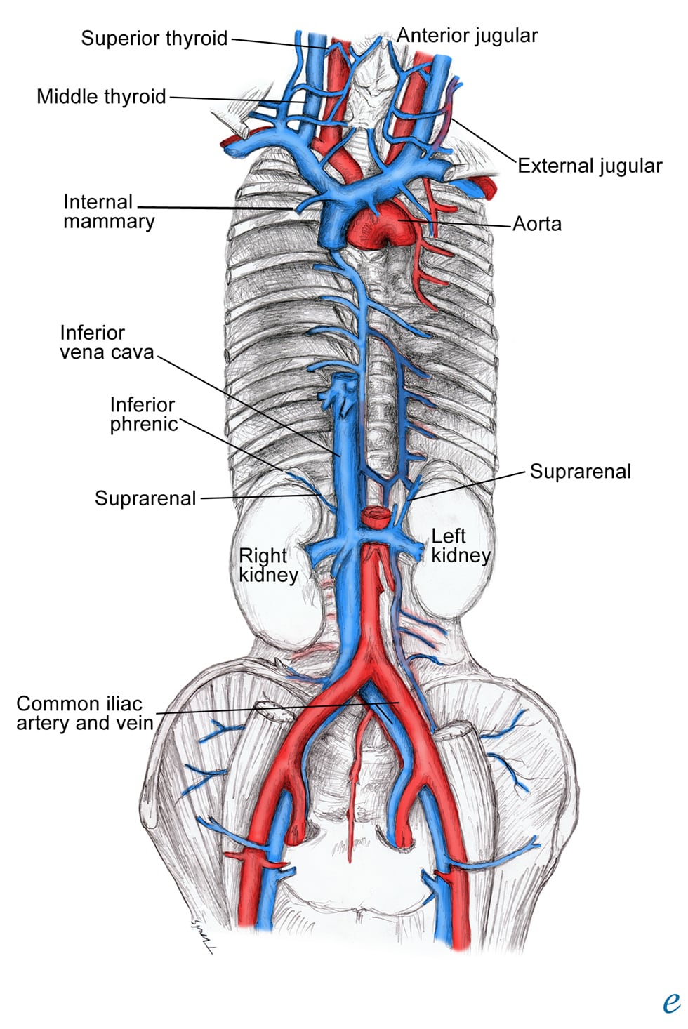 Vena Cava Superior 1941