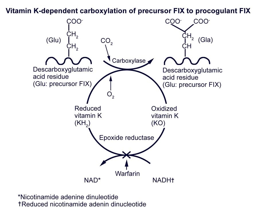 Vitamin K–dependent carboxylation of precursor factor IX to procoagulant 