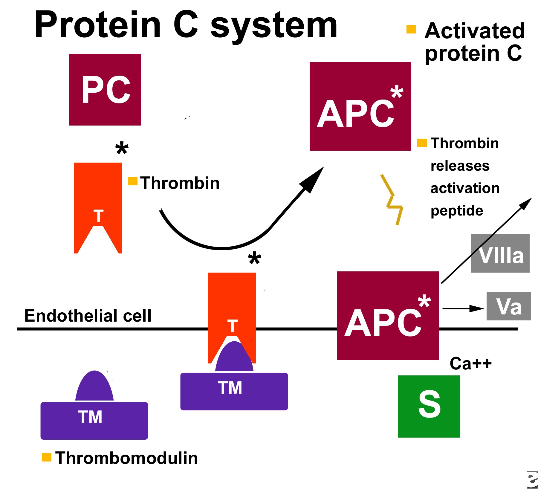 Protein S; Vitamin K-Dependent Protein S