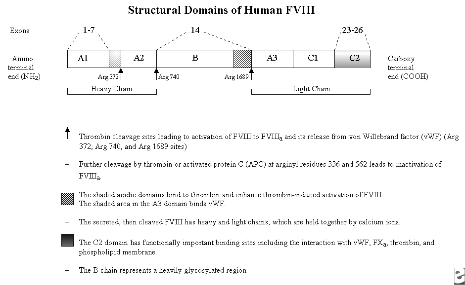 Structural domains of human factor VIII. Adapted .
