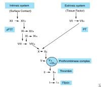 intrinsic activation of factor x