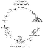 Hookworm Life Cycle