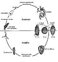 Trematode Worms