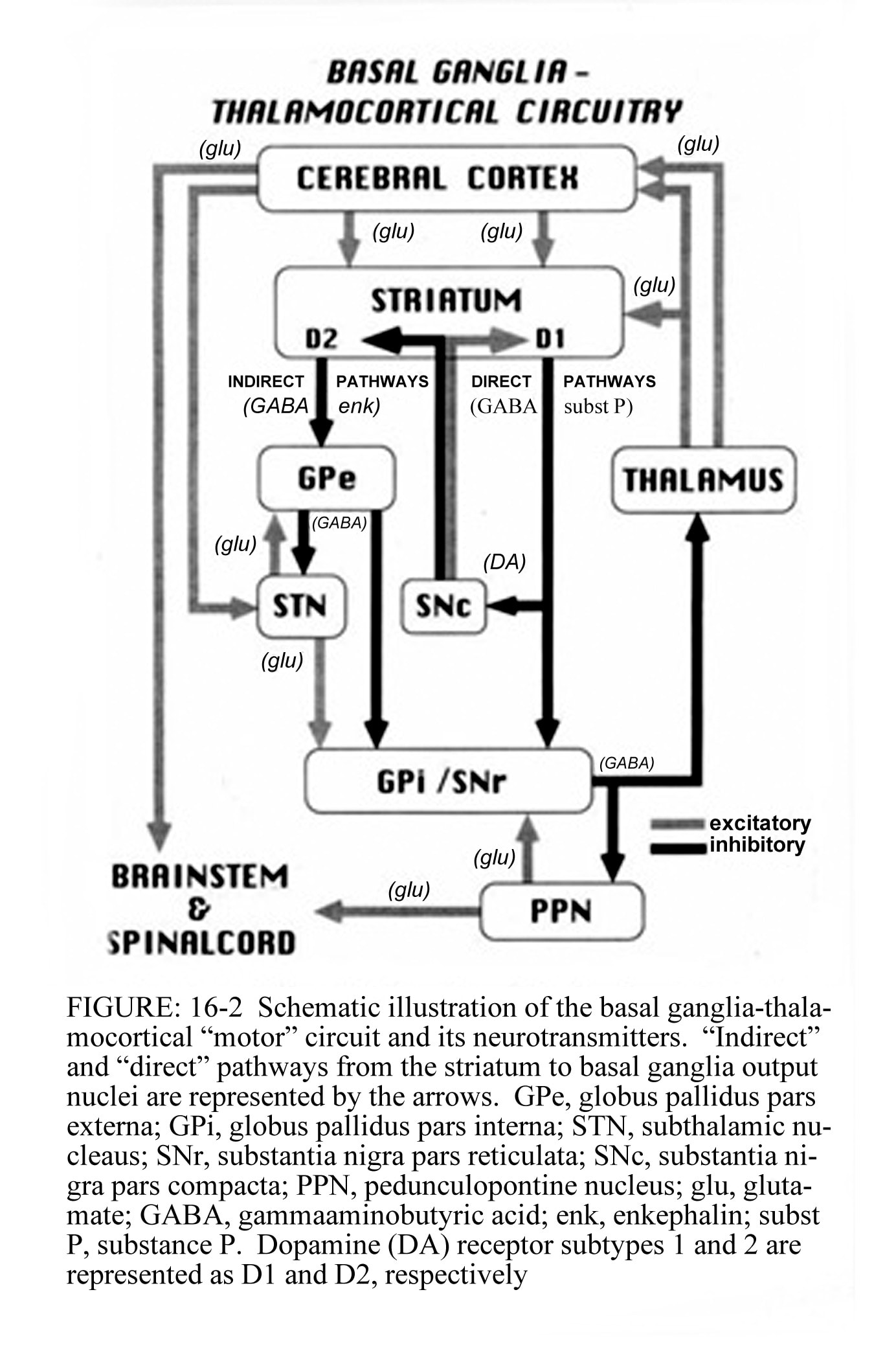 Schematic representation of the basal ganglia - t...