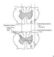 Spinal Column Tracts