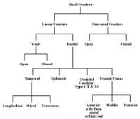 Classification of skull fractures