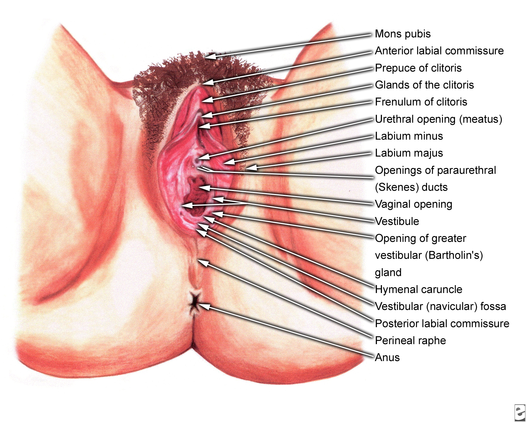 Female vagina structure