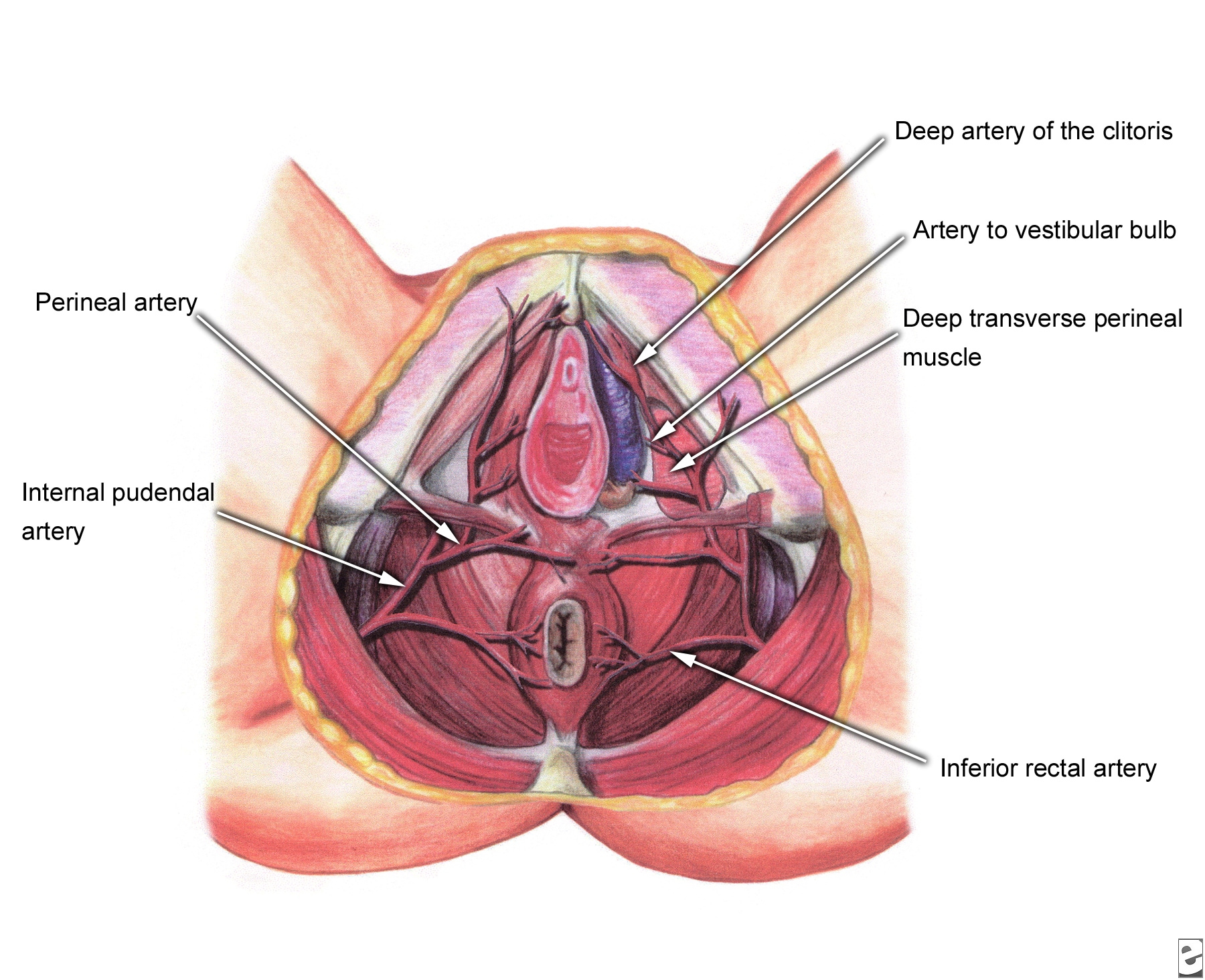 Female external genitalia, vagina - Normal - Vulva - Diagram, drawing