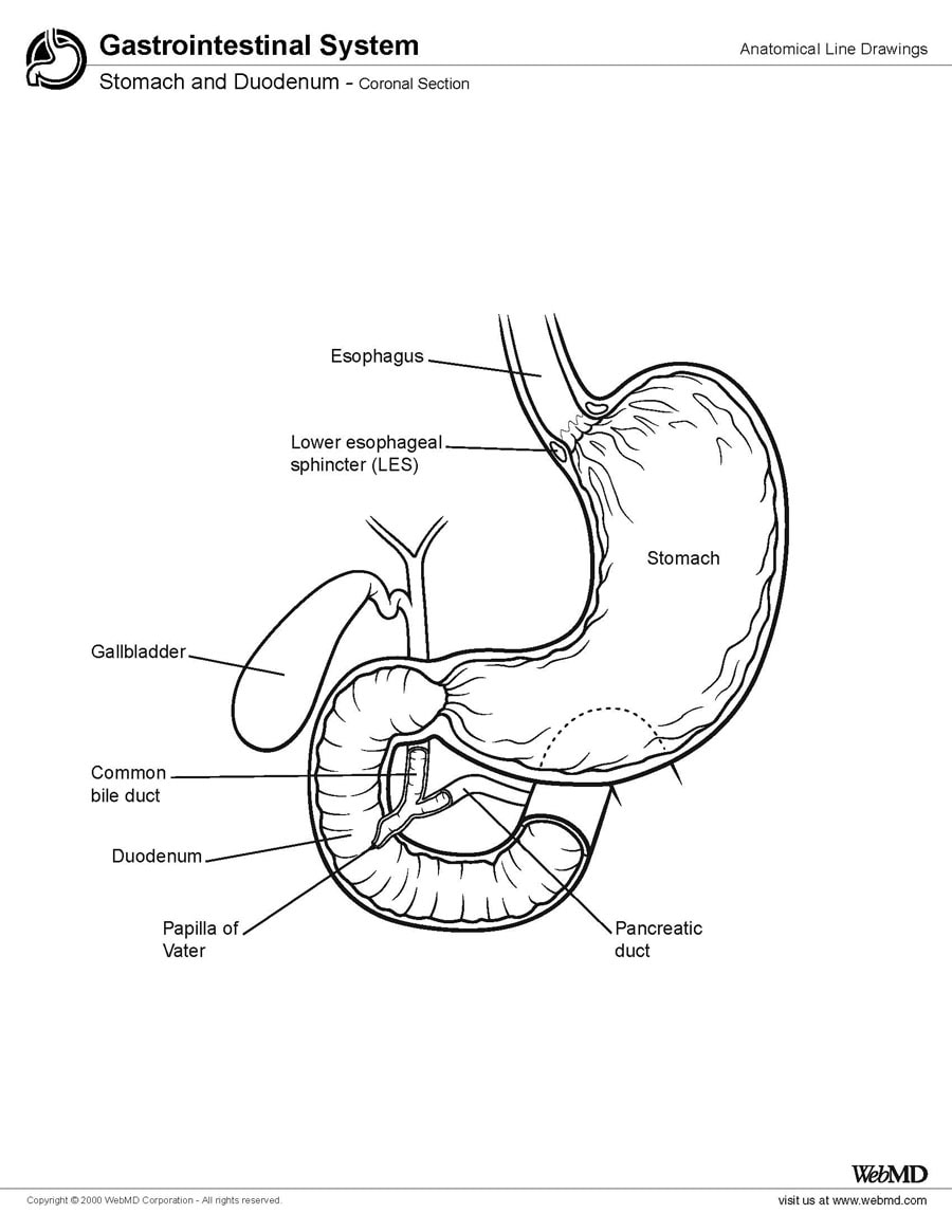 Stomach and duodenum, coronal section.