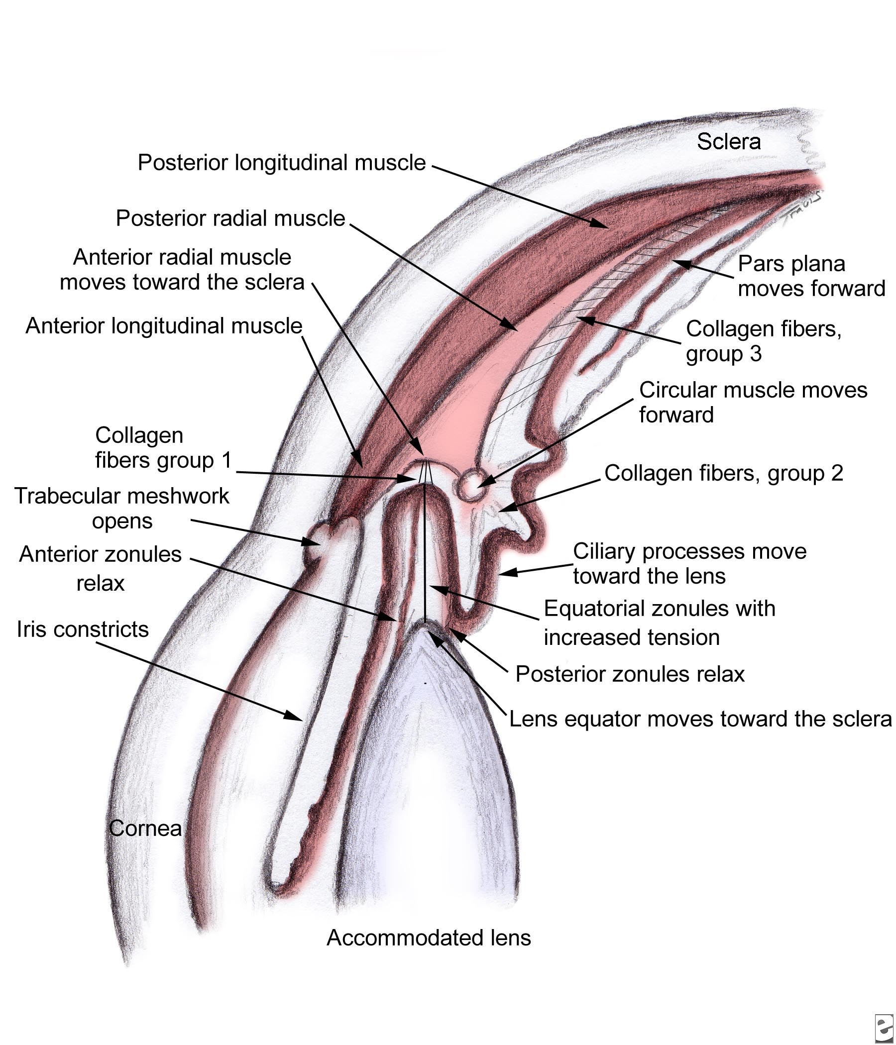 Ciliary Body Eye