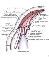 Vascular Tunic Of The Eye