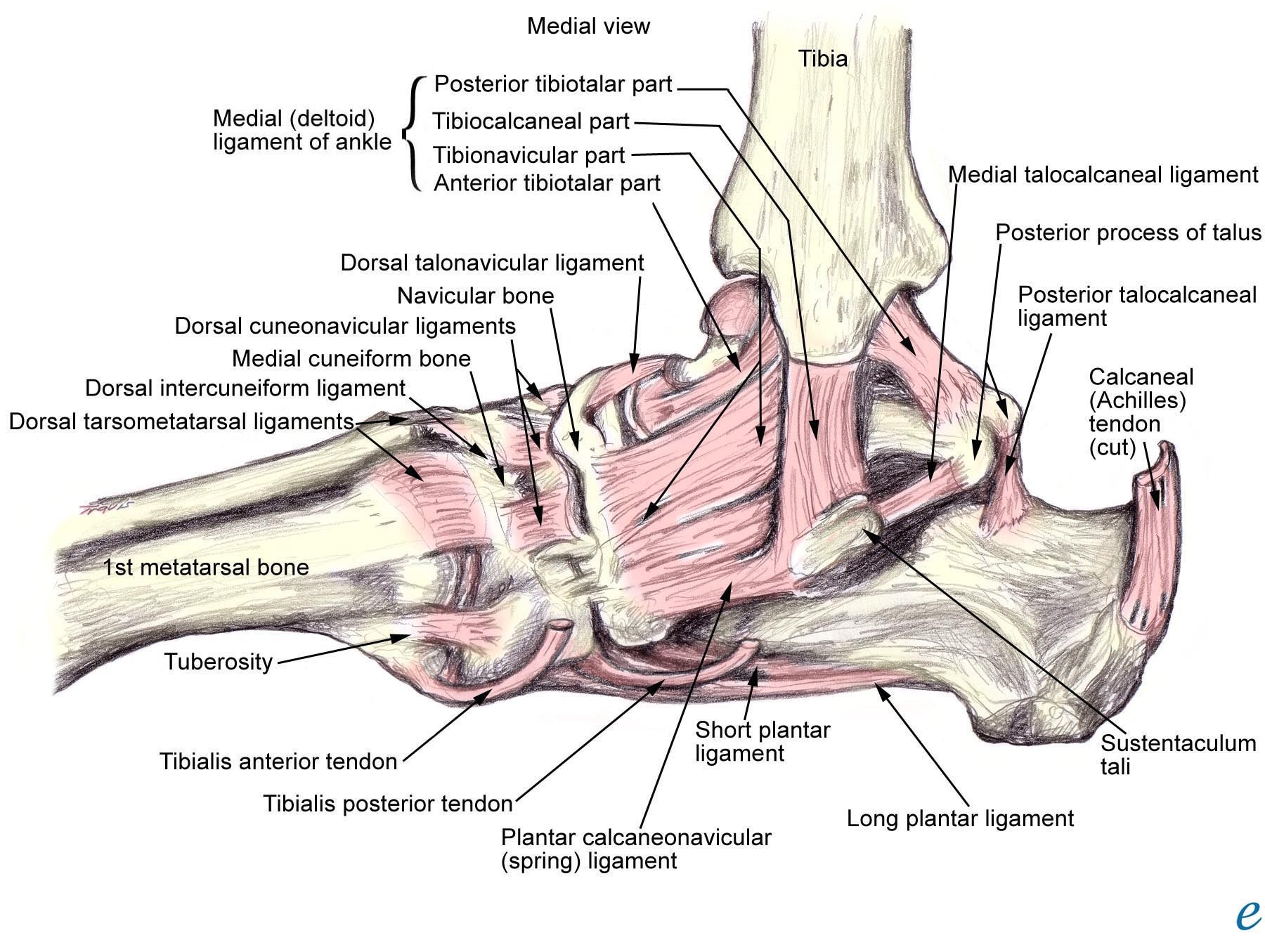 Связки и сухожилия голеностопного сустава анатомия