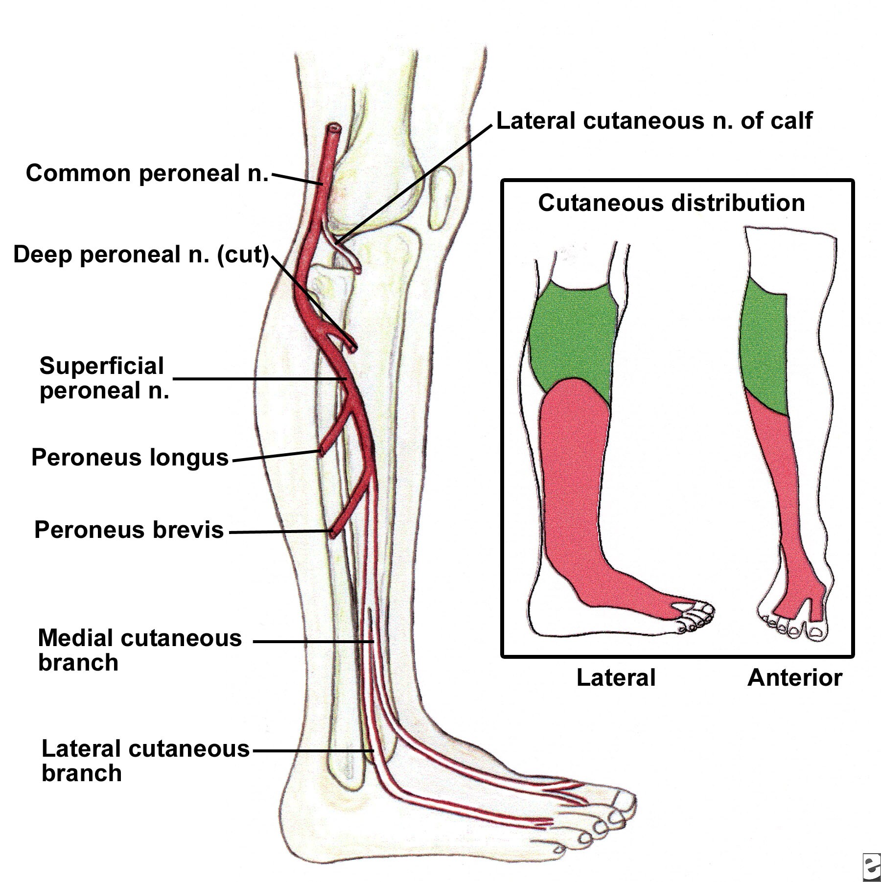 Superficial Peroneal Nerve Distribution