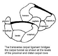 Cross sections of the carpal canal at the levels o