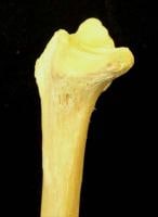 Ulnar surface.