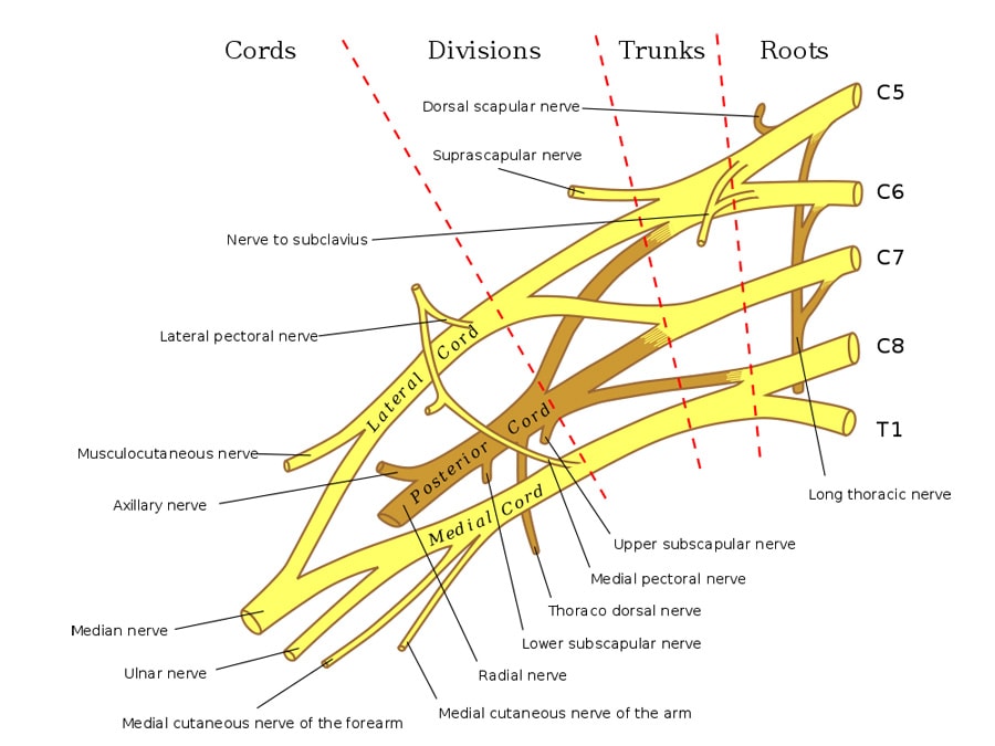 Schema of the brachial plexus.
