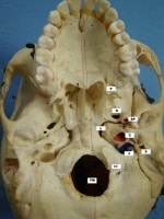 Carotid Canal Skull