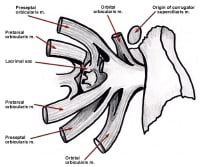 Anatomy of the medial canthal tendon is shown. Th...