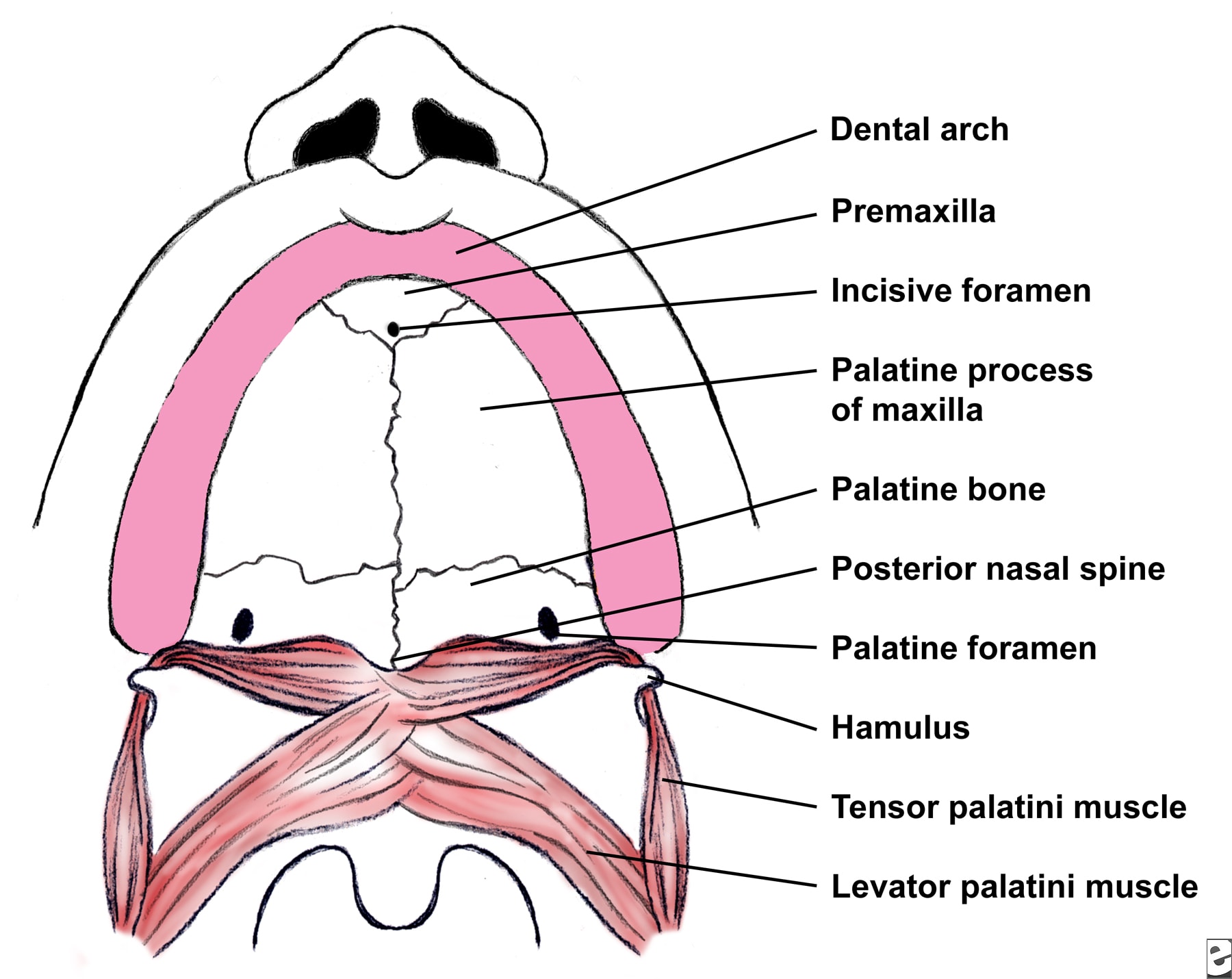Normal anatomy of the palate.