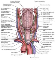 Thyroid Surgical Anatomy