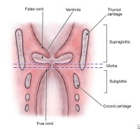 Glottic Larynx