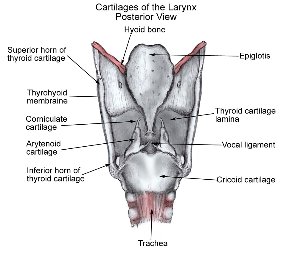 cartilages of larynx
