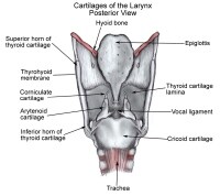 extrinsic laryngeal muscles