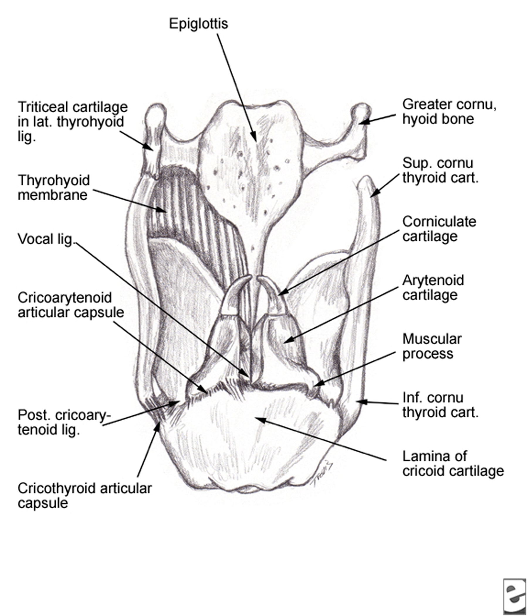 Posterior view of the laryngeal  cartilages and li...