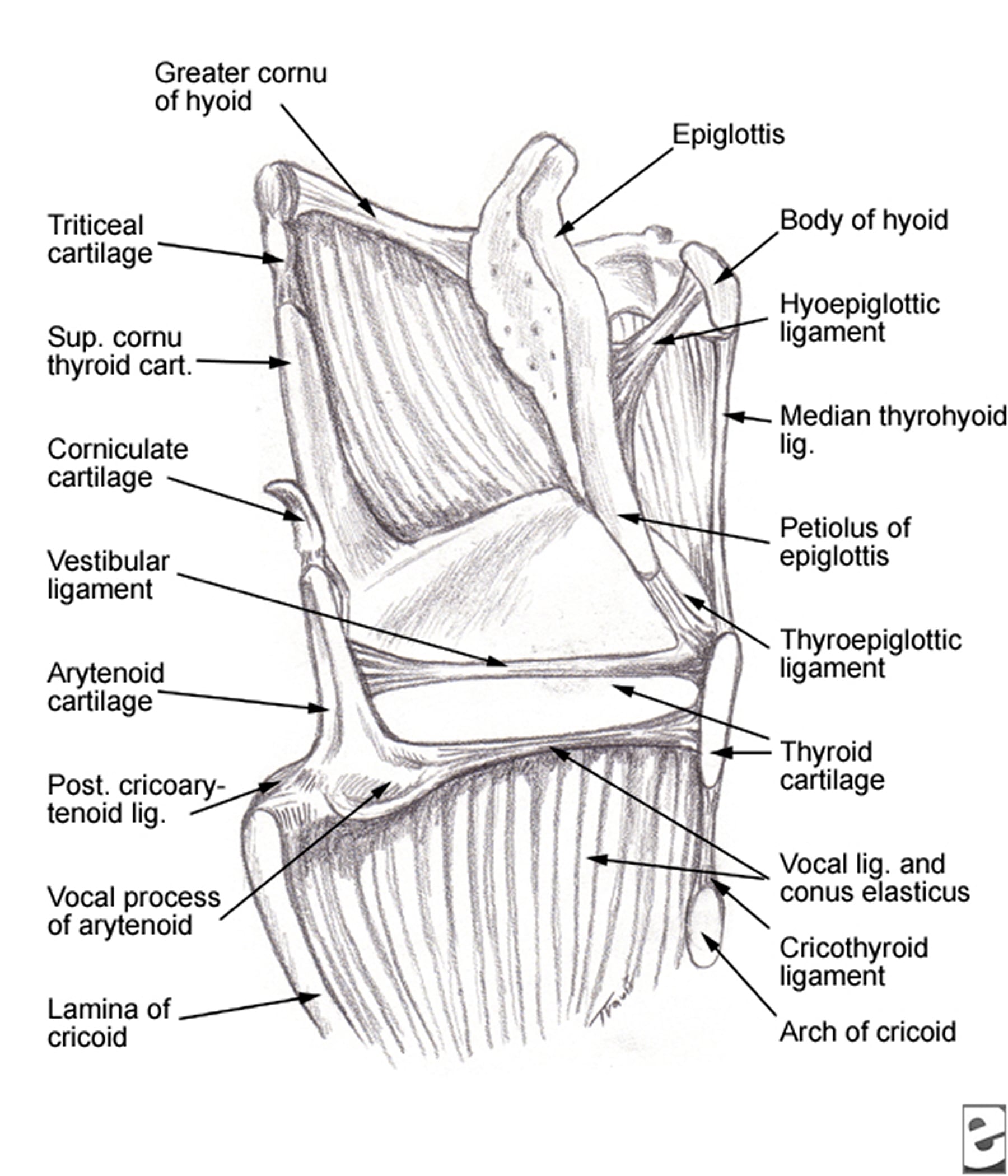 Sagittal view of the laryngeal  cartilages and lig...