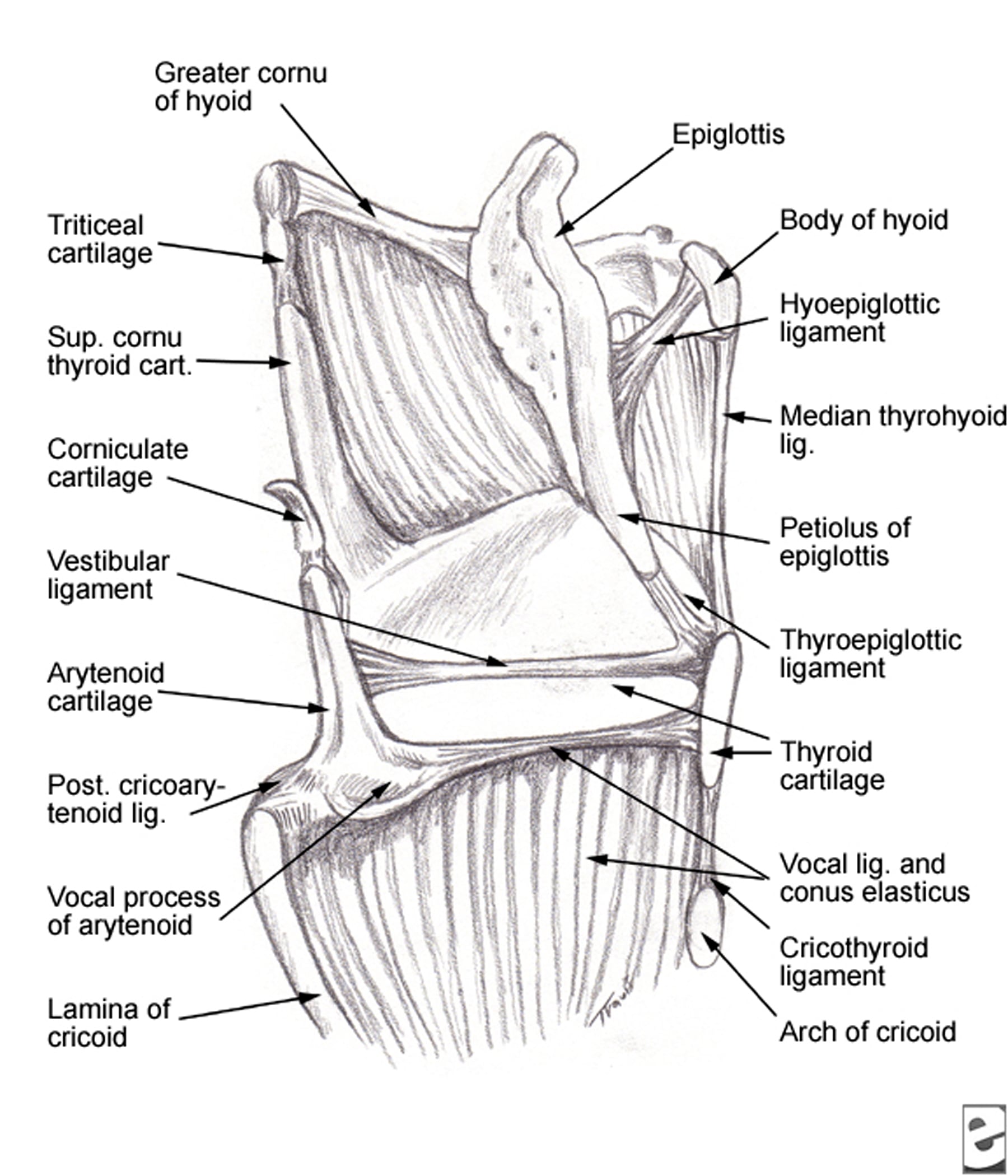 Cartilage Of Larynx