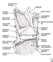 Sagittal view of the laryngeal cartilages and lig...