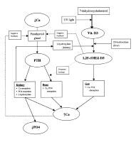 Hormones And Homeostasis