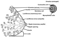 Breast Schematic