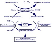 Coagulation Cycle