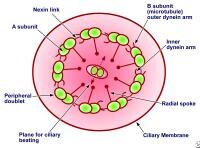 Nose Cilia