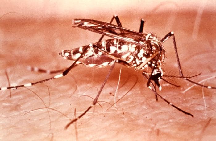 A aegypti is sometimes referred to as the yellow fever mosquito.