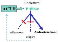 Steroid 21 hydroxylase deficiency congenital adrenal hyperplasia