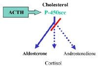 Mineralocorticoid steroid hormone aldosterone
