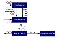 thyroid feedback mechanism