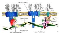 Rbc Membrane Proteins