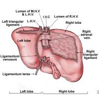 Quadrate Lobe