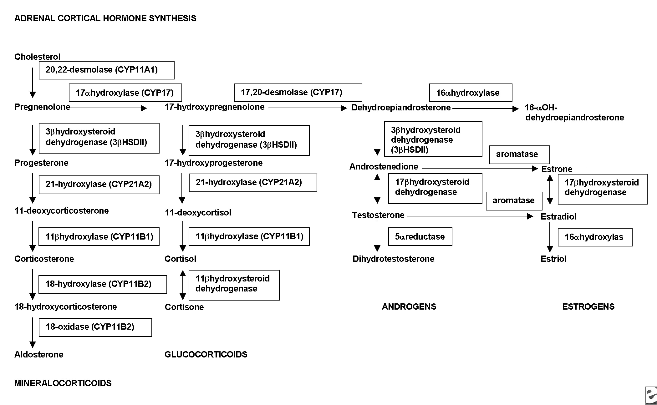 adrenal gland hormone synthesis