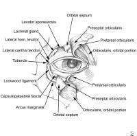 Lid Anatomy