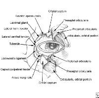 Orbital+septum+anatomy
