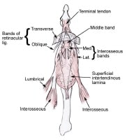 dorsal wrist compartments
