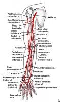 Thoracoacromial Vein